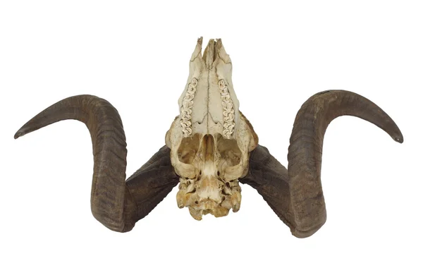 Ram skalle med stora horn — Stockfoto