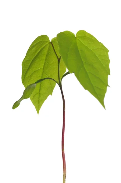 Small acer — Stock Photo, Image