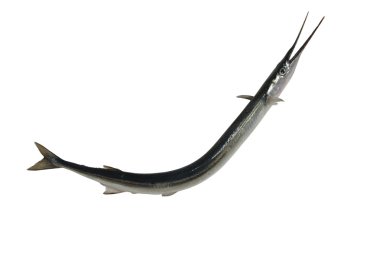 long garfish clipart