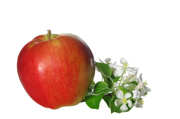 Apple flowers and fruit — Stock Photo, Image