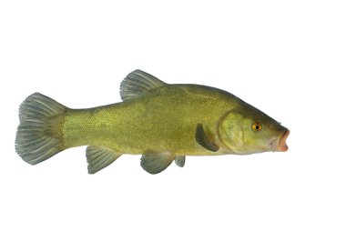 akan Kadife balığı