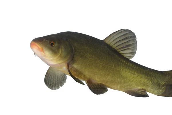 Flowing tench — Stock Photo, Image