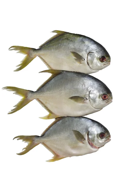 Three horse mackerel — Stock Photo, Image