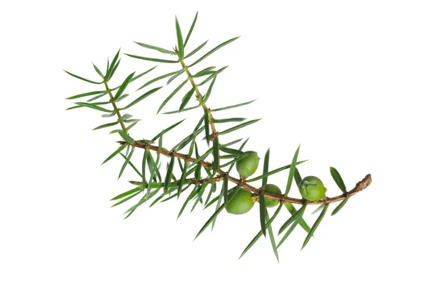 Branch of juniper with berries — Stock Photo, Image