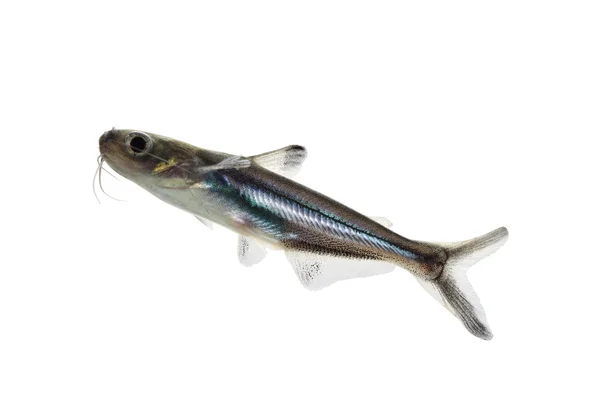 Tropical fish pangasius hypophthalmus — стоковое фото