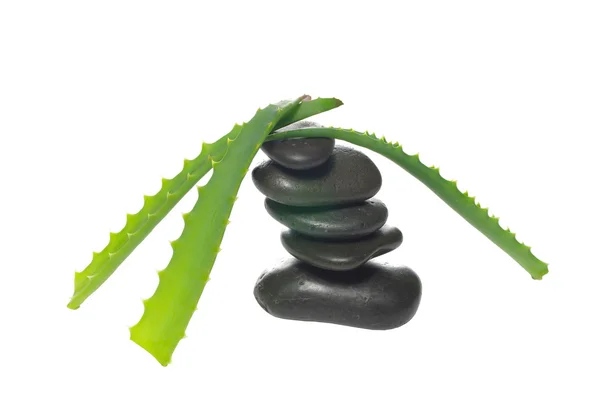 Aloe leaf and stones — Stock Photo, Image