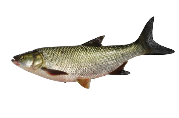 Asp peces depredadores de agua dulce sobre fondo blanco —  Fotos de Stock