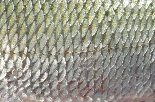 Фон кожи рыб — стоковое фото