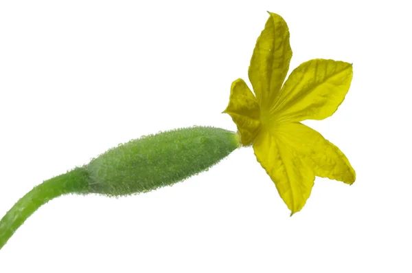 Pepino com flor — Fotografia de Stock