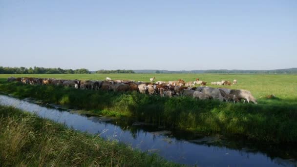 Vaches 