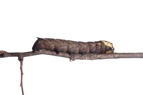 Catterpillar of the cerura vinula — Stock Photo, Image