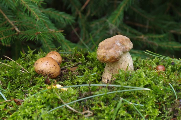 Edible mushrooms — Stock Photo, Image