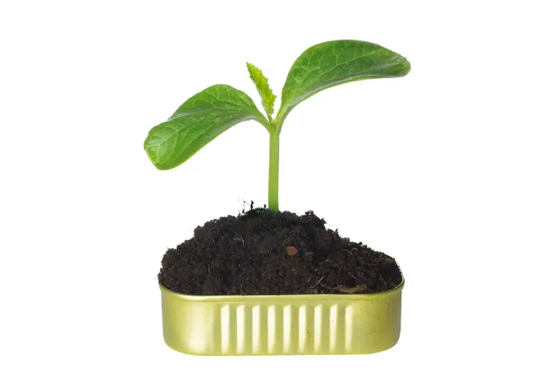 Kürbispflanze wächst aus Samen — Stockfoto