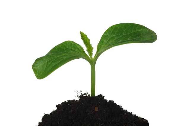 Pianta di zucca che cresce da seme — Foto Stock