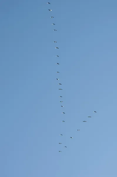 Vliegende weg vogels — Stockfoto