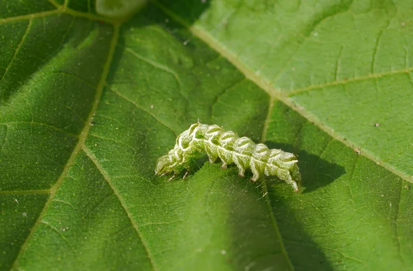 Biały Zielona gąsienica — Zdjęcie stockowe