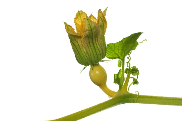 Fiore giallo zucca — Foto Stock