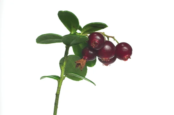 Cranberry merah — Stok Foto