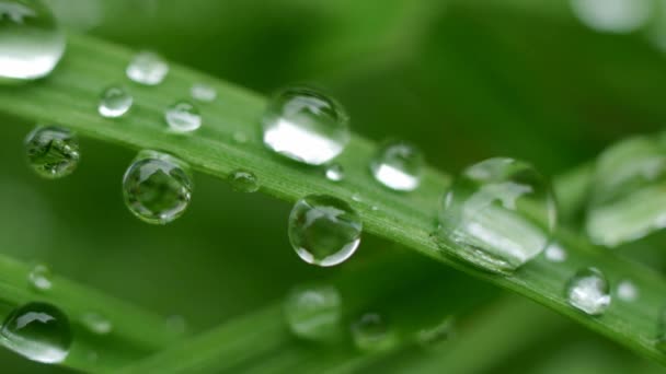 herbe