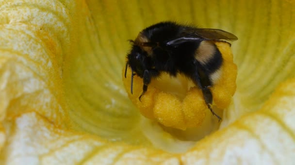 Bumble bee — Stok video