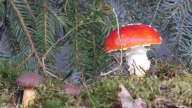 doğada Amanita Zehirli mantar