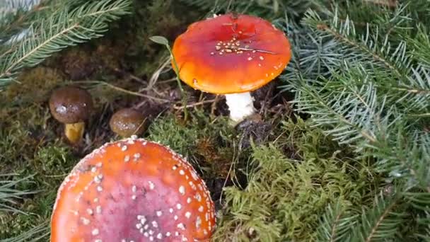 Amanita poisonous mushroom in nature — Stock Video