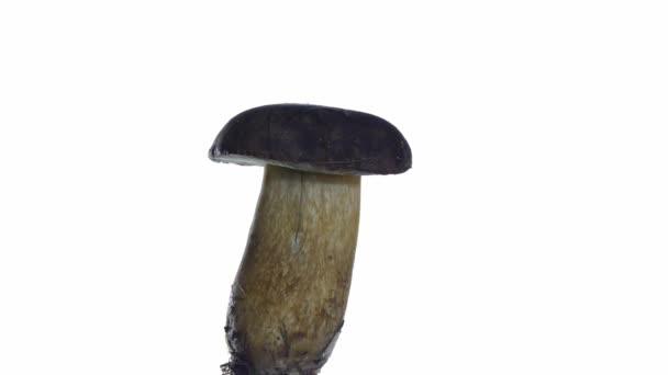 Boletus — Vídeos de Stock