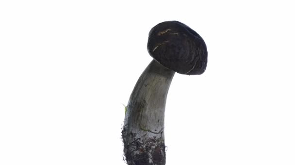 Boletus — Vídeos de Stock