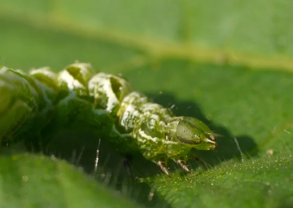 Weiß-grüne Raupe — Stockfoto