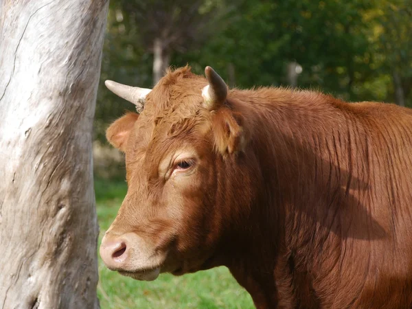 Vaca em pasto — Fotografia de Stock