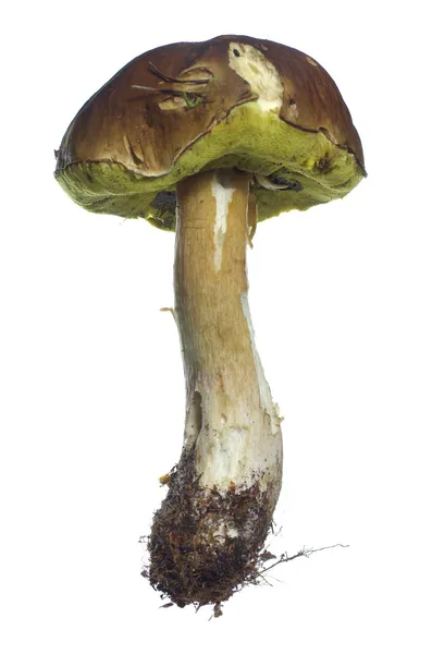 Boletus — Stock Photo, Image