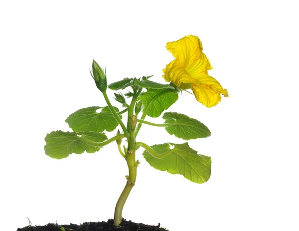 Dýňová žlutý květ — Stock fotografie