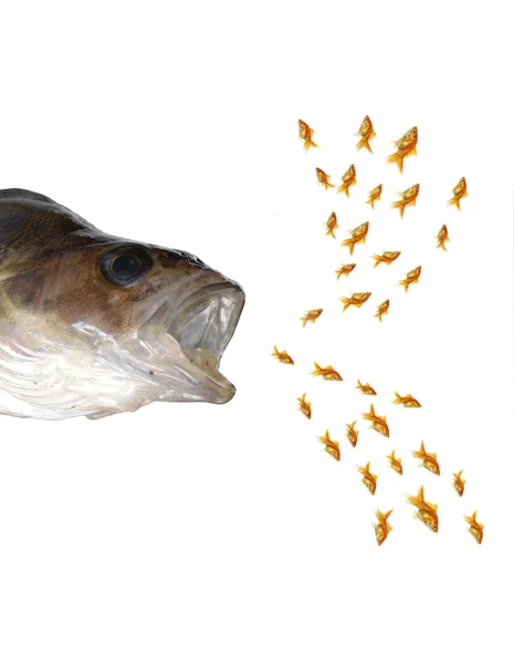 Predatory fish — Stock Photo, Image