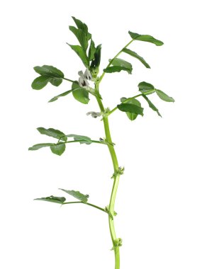 büyüyen geniş fasulye