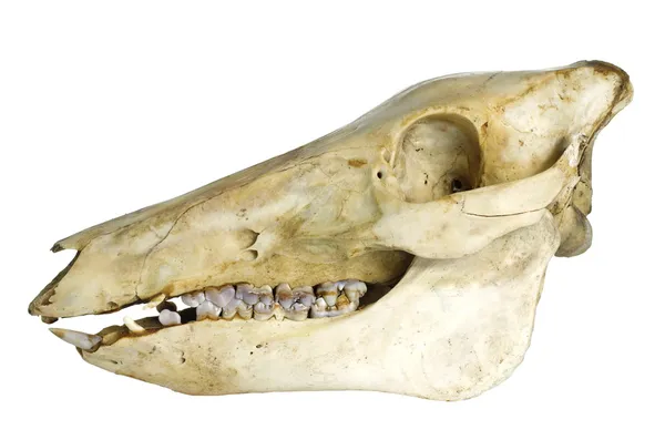 Wildboar의 두개골 — 스톡 사진
