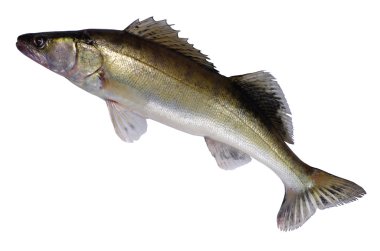 uzun zander