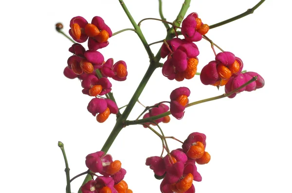 Arbusto de frutas euonymus europaeus — Fotografia de Stock