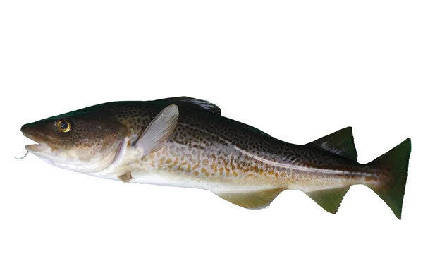 Codfish — Stock Photo, Image