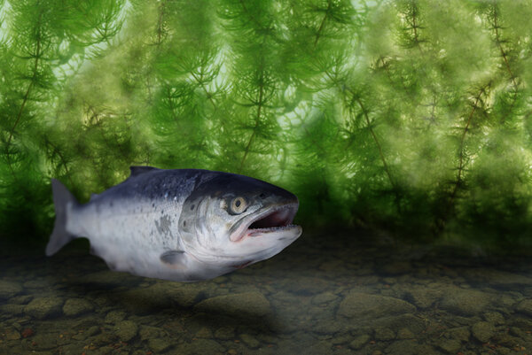 Большой лосось
