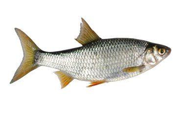 Beyaz arka plan üzerinde roach