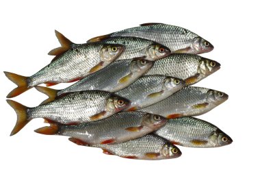 Beyaz arka plan üzerinde roach