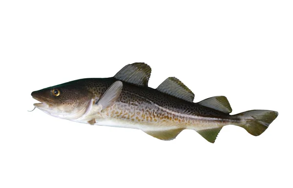 Codfish — Stock Photo, Image