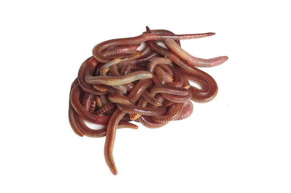 Earthworms — Stock Photo, Image