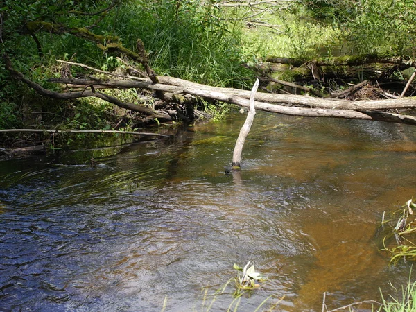 Pequeño río — Foto de Stock