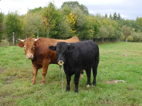 Vacas em pastagens — Fotografia de Stock