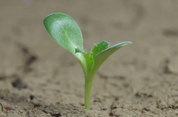 Milchdistel wächst — Stockfoto