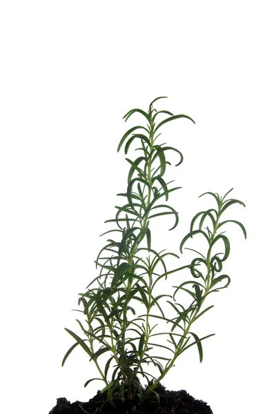 Plant rosemary — Stock Photo, Image