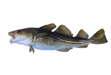 codfish clipart