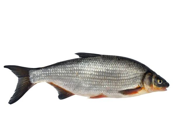 Vild fisk chondrostoma nasus — Stockfoto