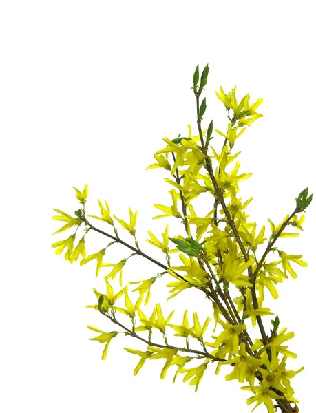 Forsythia flores em galho — Fotografia de Stock